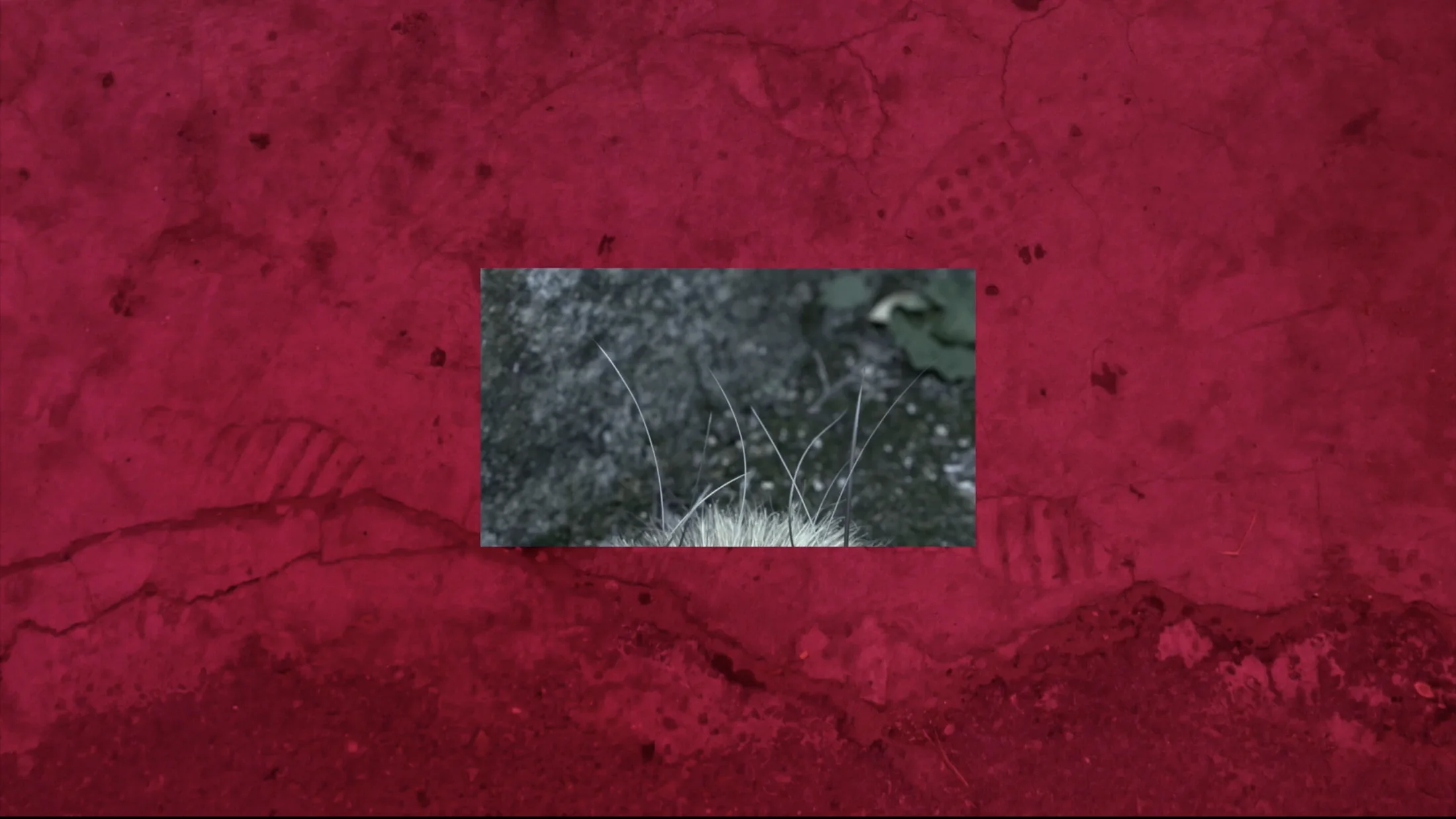 Video still 1, At 3 A.M., Li Fusheng Told Me: Piggy, I Love You