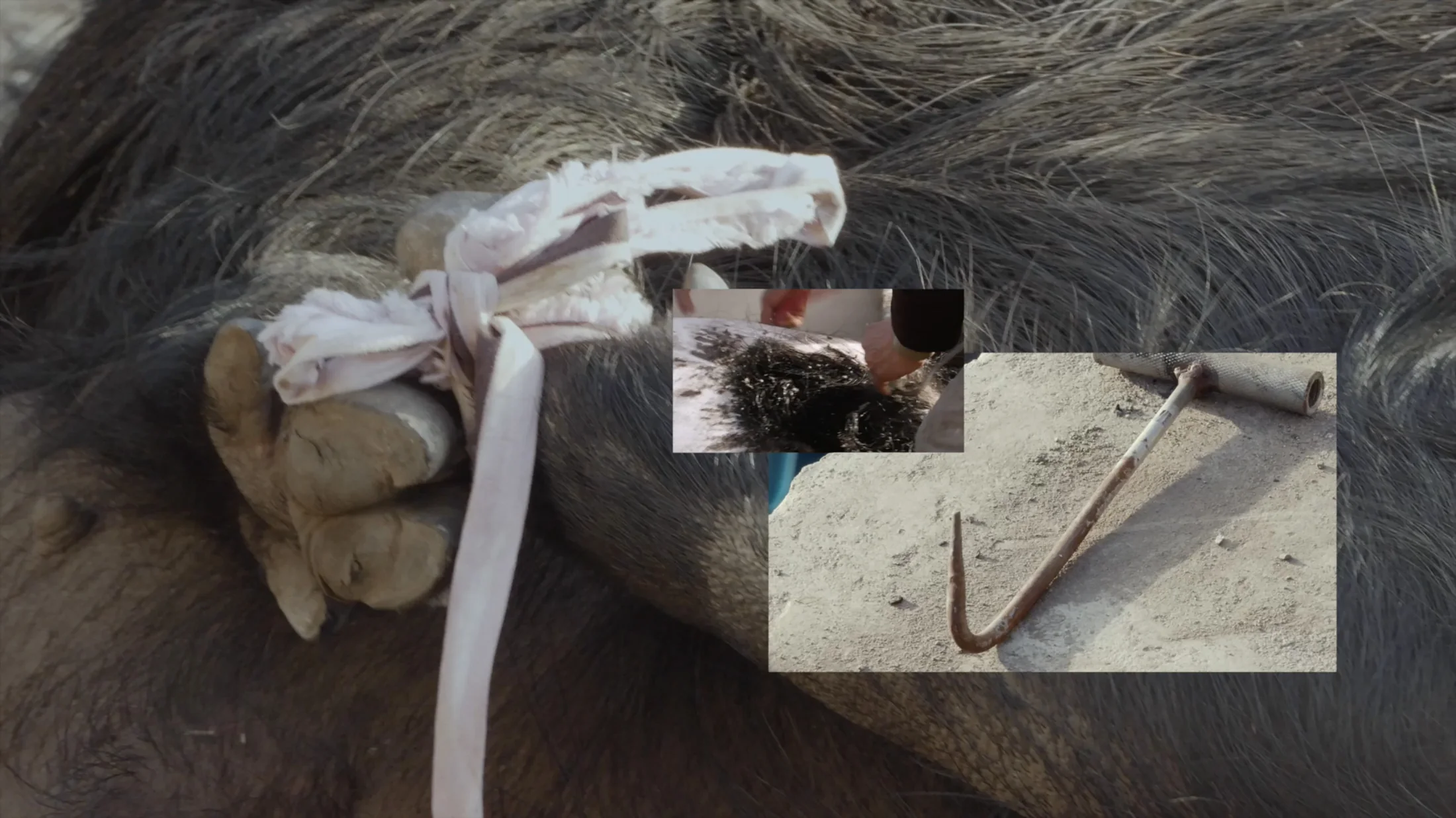 Video still 5, At 3 A.M., Li Fusheng Told Me: Piggy, I Love You